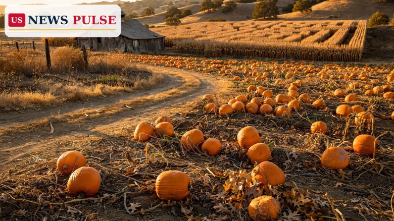 California Pumpkin Patch E. Coli Outbreak: 5 Sick, 3 Children in Intensive Care